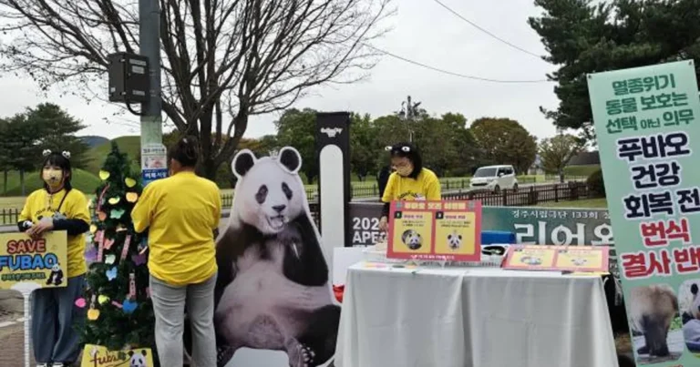 APEC 기간 중 시진핑에 대한 특이한 시위대