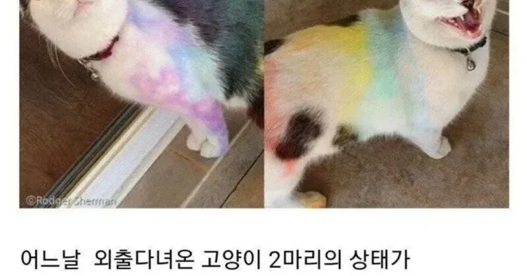 고양이가 동네에서 괴롭힘 당함