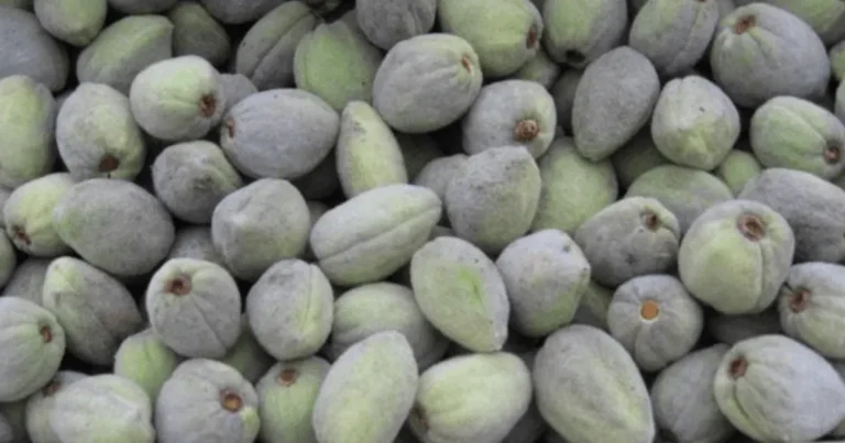 사과보다 10배 좋다.. “아침 공복에 먹으면 암세포 없애는 음식” 1위 이것.