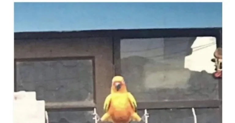 내친구 길가다 앵무새본썰