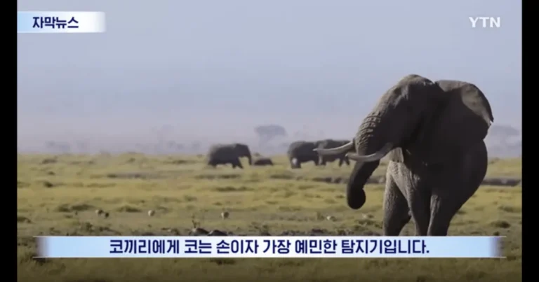“로봇 센서의 혁신 될 것”…코끼리 수염의 새로운 발견