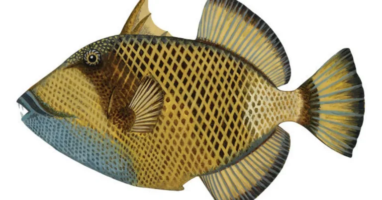 이외로 상어보다 더 많이 사람을 공격하는 물고기