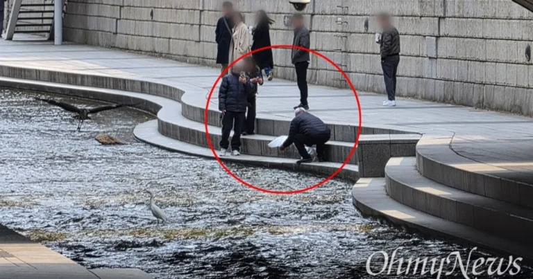 청계천 백로 붙잡고 사진 찍는 외국 관광객들