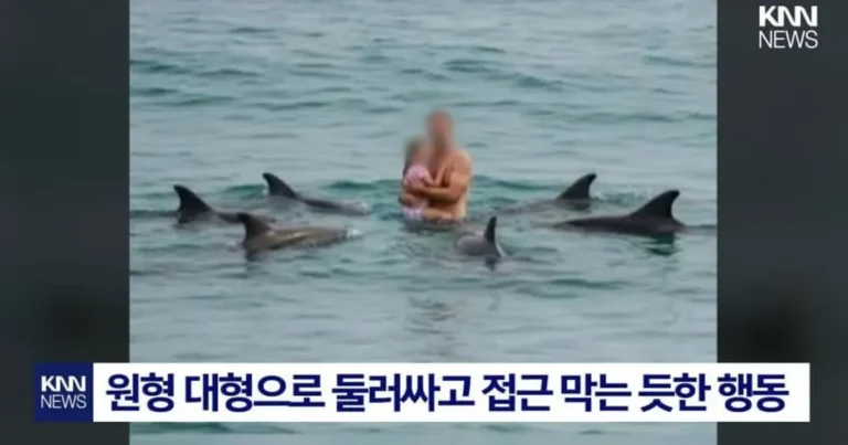 원형 대형으로 백상아리 막아준 돌고래..jpg