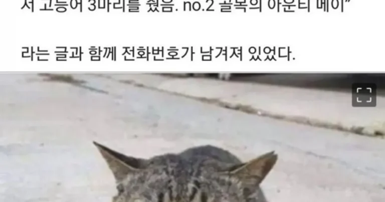 가출했다가 빚지고 당당히 돌아온 고양이