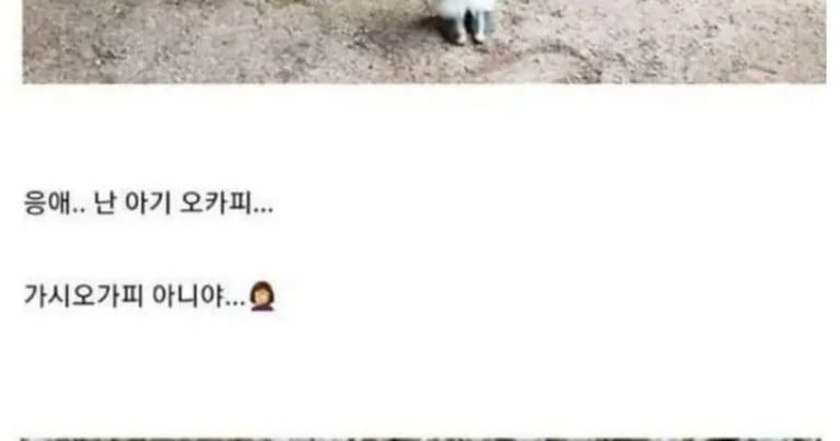 아기 동물 사진들