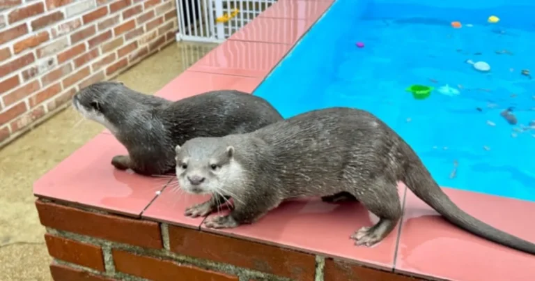 “수달과 교감하는 이색 실내 데이트!”…다양한 동물들을 만날 수 있는 동물 보호 테마 카페