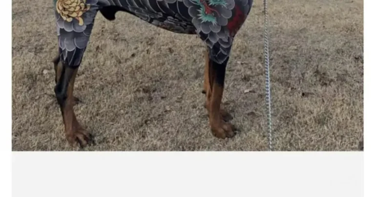 이레즈미 강아지옷 후기