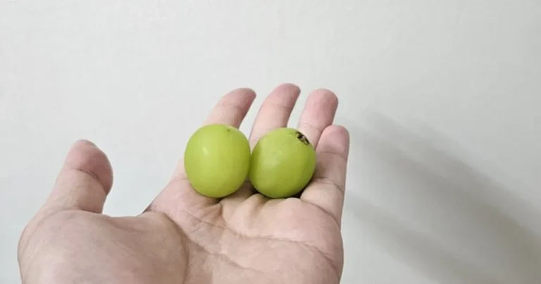 “샤인 머스캣” 이것 한번 드셔보세요, 한의사 건강 비결입니다