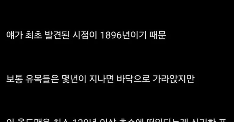 미국의 저주받은 통나무..jpg