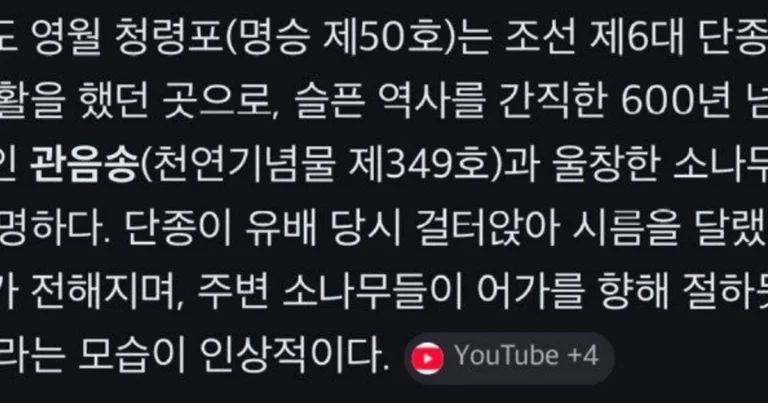 단종 유배지에 소나무들 진짜 신기하다..jpg