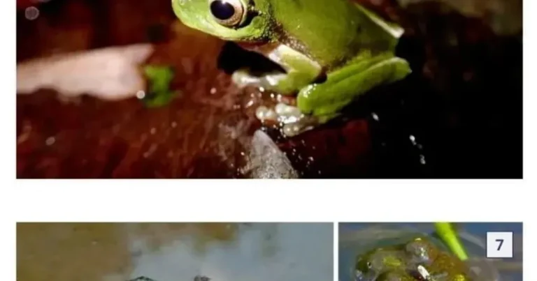 혐)모기가 흡혈 가능한 생물들