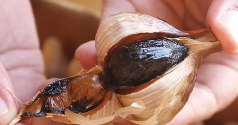 냄새 때문에 생마늘 못 먹었다면 ‘이것’ 드세요 “항산화 효과가 10배 뛰어 납니다”