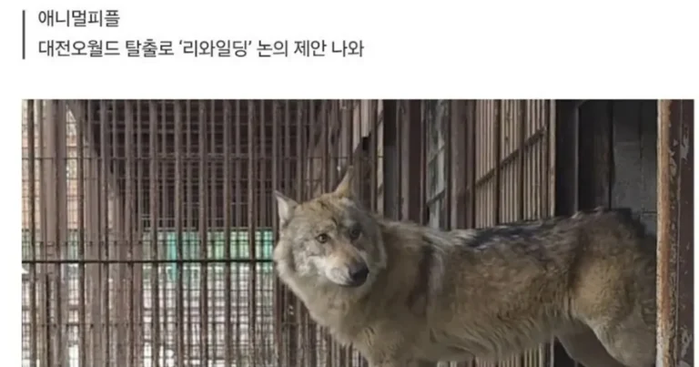 ‘늑구’ 잡지 말고 놔뒀다면…인간과 공존할까