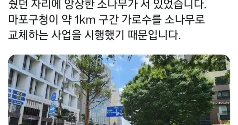 기존 가로수 다 뽑고 소나무 심은 마포대로 가로수 상태