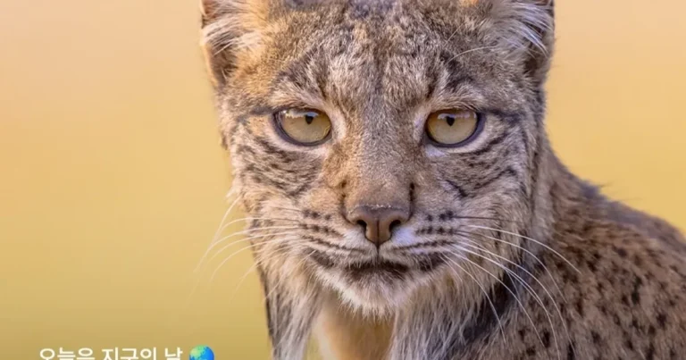 현재 부활한 야생동물 5종