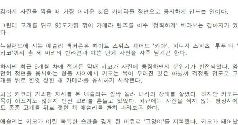 사진 찍을 때마다 고개 젖히는 강아지.