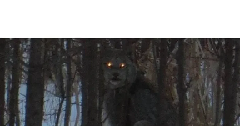 조상들이 어두워지년 밖에 안 나가려고 한 이유.jpg