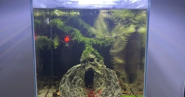 와이프 몰래 반려동물입양함ㅋㅋ