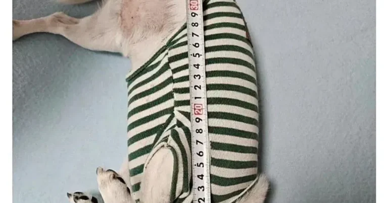 진짜 평화로운 당근마켓 근황