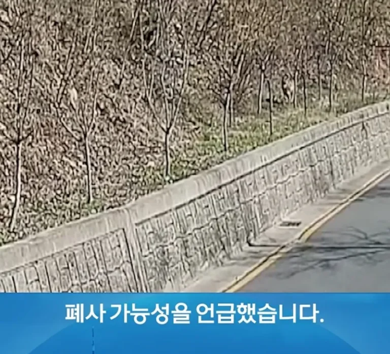 훌쩍훌쩍 늑구 근황