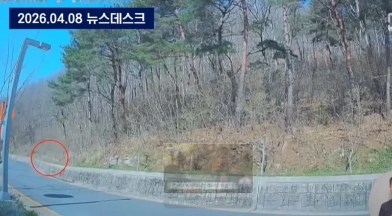 대전 탈출 늑대 늑구가 안 잡히는 이유