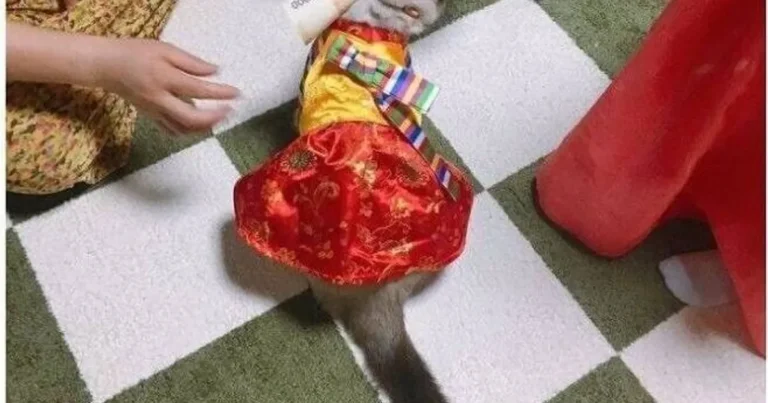 츄르값 스스로 벌고 다니는 냥냥이