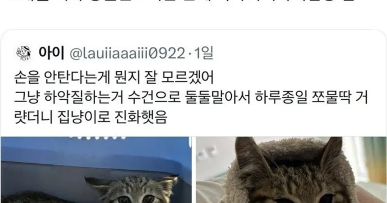 길고양이 입양했는데 경계를 안풀면.jpg