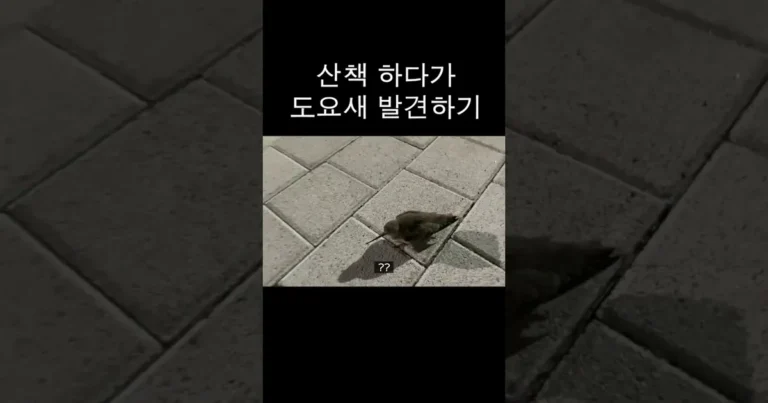 강아지와 산책 중 도요새를 발견한 견주 ㅋㅋㅋㅋㅋㅋㅋㅋㅋ